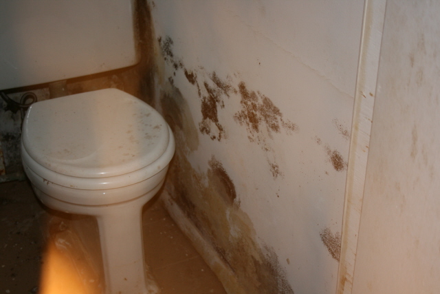 Do You Have Dangerous Mold In Your Bathroom   Misc Pictures 050 