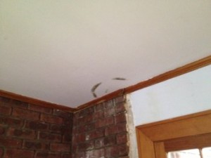 apartment ceiling mold