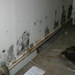 mold in drywall