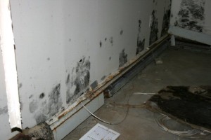 commercial mold and moisture