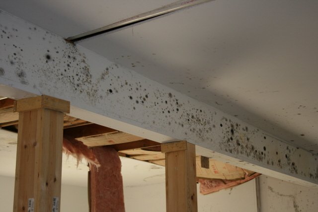 mold on beams in basement