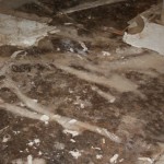 mold assessment