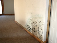 mold on apartment wall
