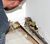 mold on wall