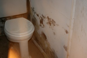 NYC Apartment Mold Issues