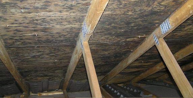 Attic Mold Testing and Removal Services