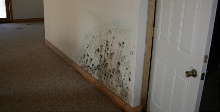 Mold Evaluation