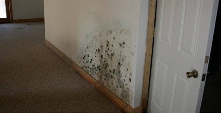 New Jersey Mold Testing Services